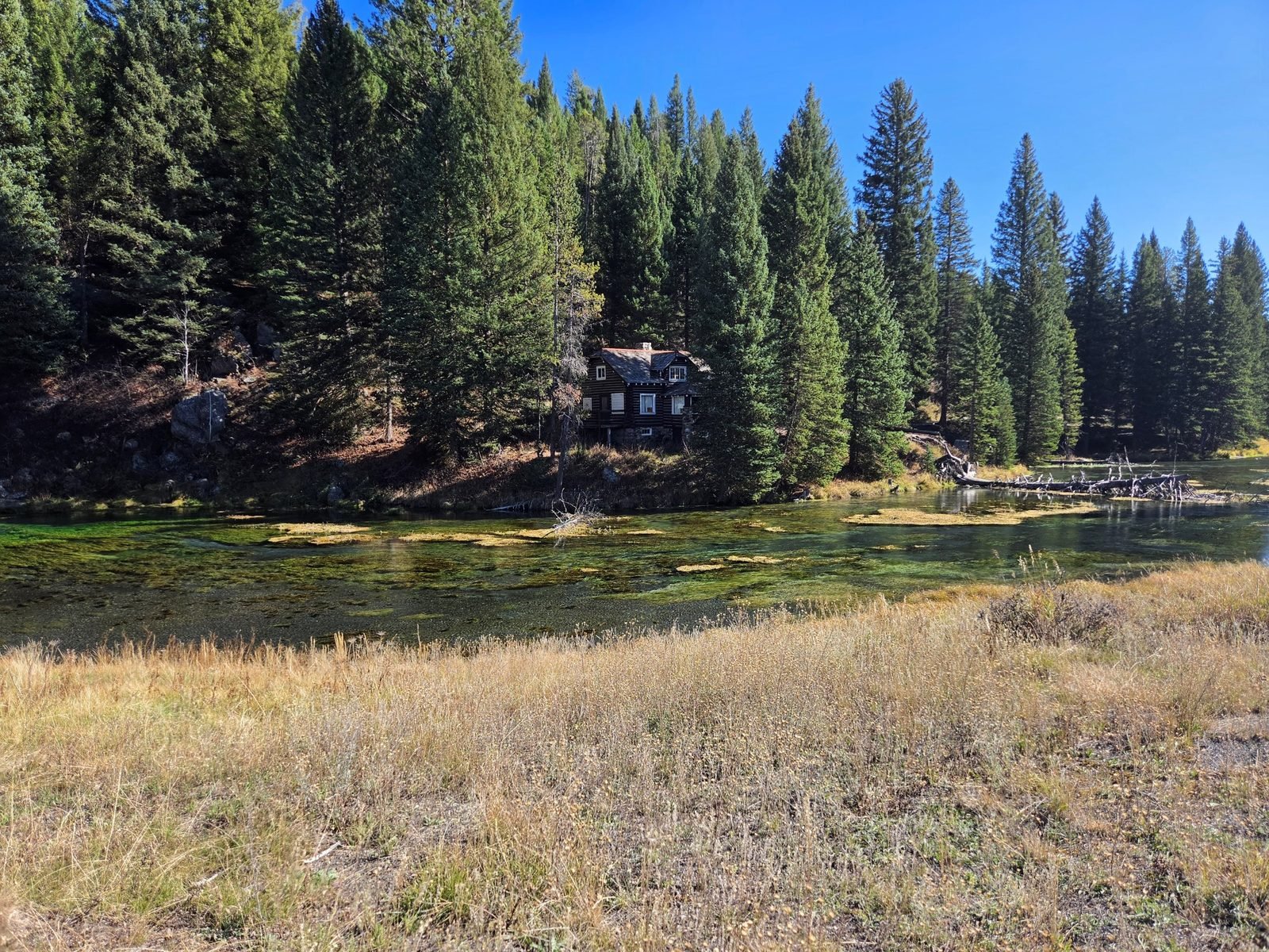 The Johnny Sack Cabin in the trees across the spring, with golden fall grass in front