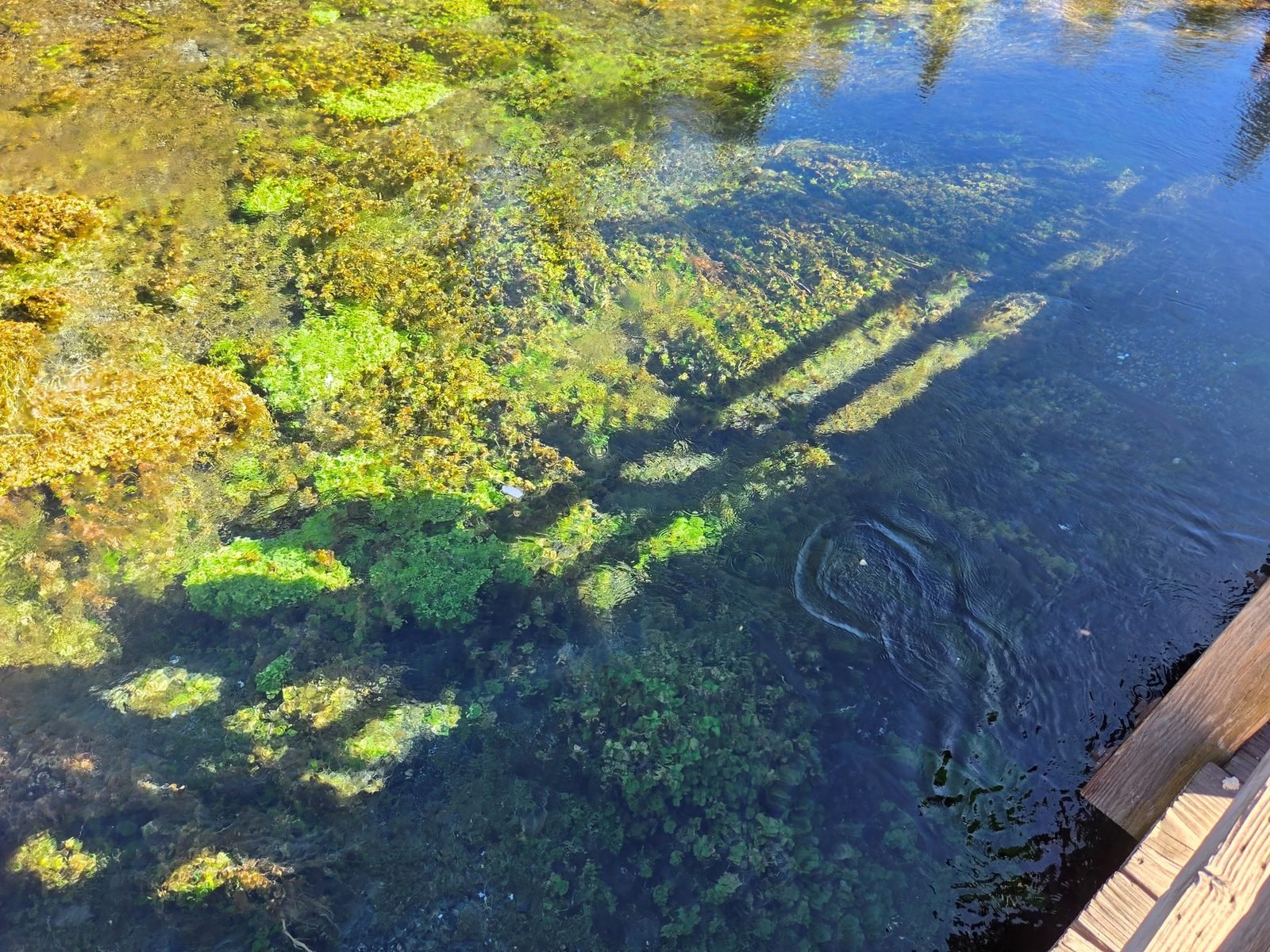 Looking down from the footbridge into clear water with green plants and trout shadows