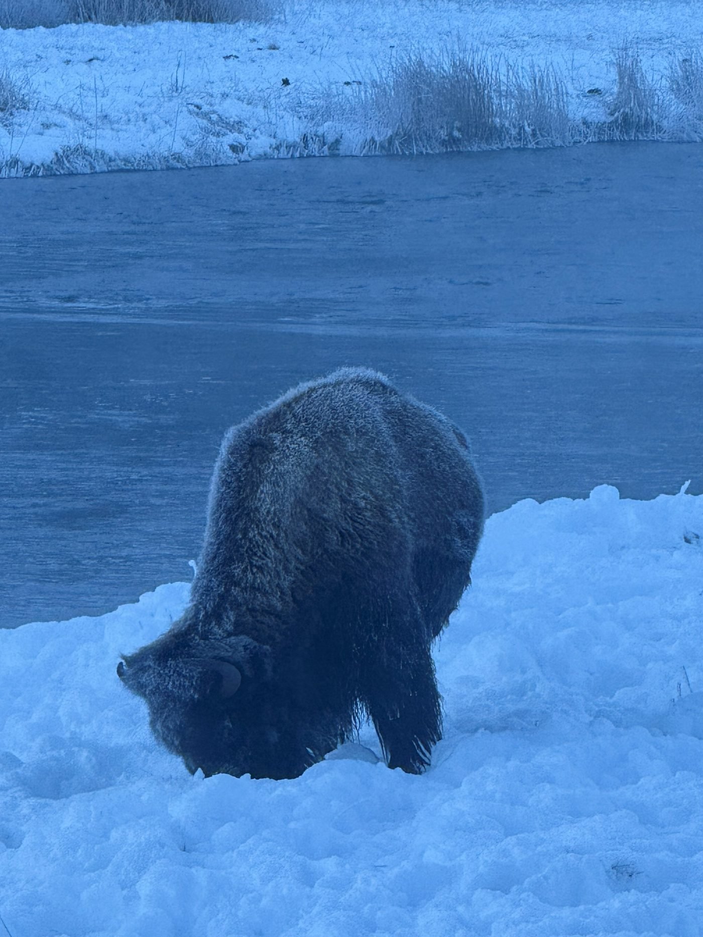 A frost-covered bison with its head down in deep snow beside a river